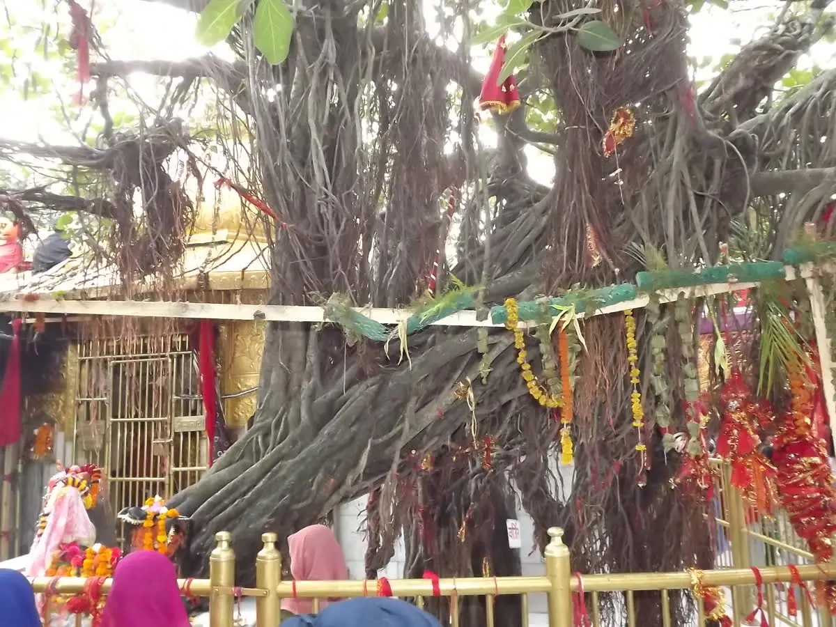 Gold-edged shrine under hanging banyan roots with devotees queuing at the railing in Chintpurni
