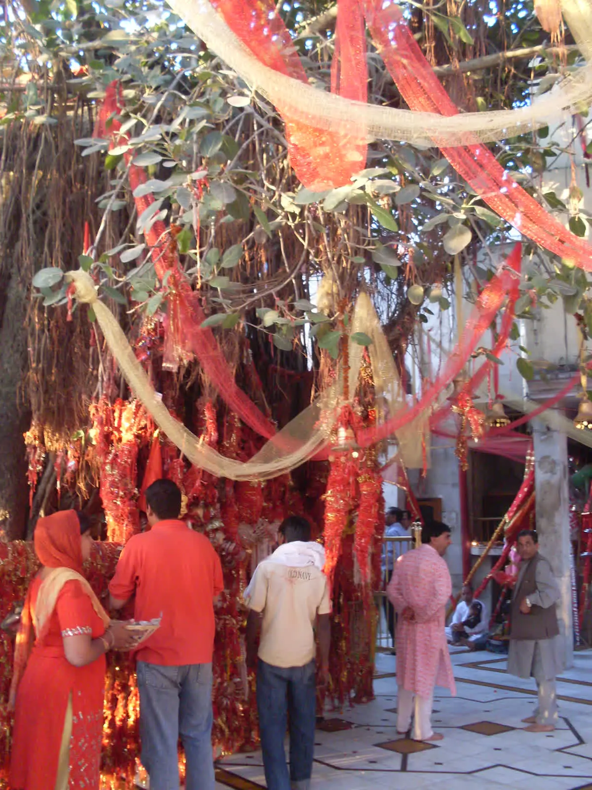 Devotees tying red wish threads and cloths on the banyan tree at Chintpurni temple