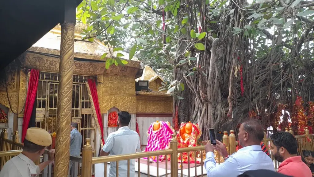 Golden-roofed shrine beside an old banyan tree in the Chintpurni temple courtyard